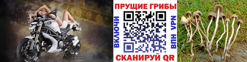 Псилоцибиновые грибы Magic Shrooms  наркота  Прохладный 